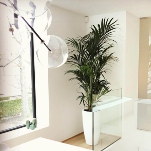 Palma Kentia ⌇ Howea forsteriana C4
