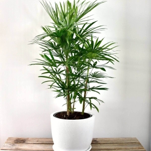 Palma Biczowa ⌇ Rhapis Excelsa C8