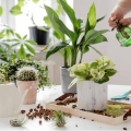 Urban Jungle - co to jest podłoże bigos do roślin domowych ?