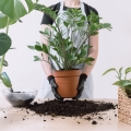 Do jakich roślin podłoże uniwersalne Urban Jungle?