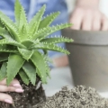 Urban Jungle dedykowany bigos do sukulentów i kaktusów