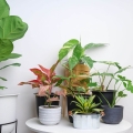 Urban Jungle gotowe podłoże do Syngonium niska cena