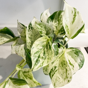 Epipremnum Happy Leaf ⌇ Epipremnum pinnatum