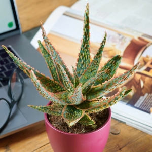 Aloes Dannyz ⌇ Aloe zebrina
