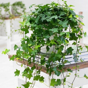Bluszcz ⌇ Hedera helix