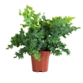Phlebodium Paproć Davana  w donicy