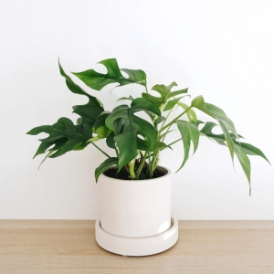 Filodendron Monstera Minima ⌇ Rhaphidofora tetrasperma