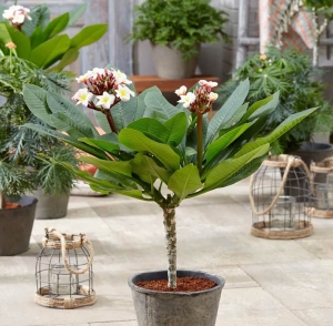 Plumeria Hawaiian Pearl ⌇ Plumeria rubra