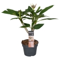 Plumeria Hawaiian Opal Pink Sadzonka