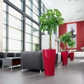 Pachira aquatica C4 w poczekalnia