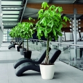 Pachira aquatica C4