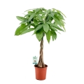 Pachira aquatica sadzonka w donicy C4