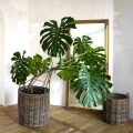 Monstera Dziurawa Deliciosa sadzonka C5