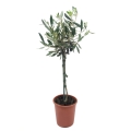 Oliwka Europejska na pniu sadzonka w doniczce ⌀14cm - L