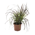 Rozplenica Rubrum sadzonka w donicy 2l