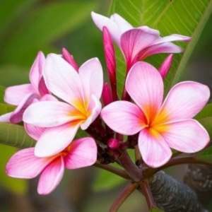 Plumeria Hawaiian Opal Pink ⌇ Plumeria rubra 1 pęd