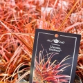 Uncinia czerwonawa Everflame trawa