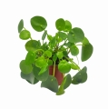 pilea pieniążęk sadzonka cena
