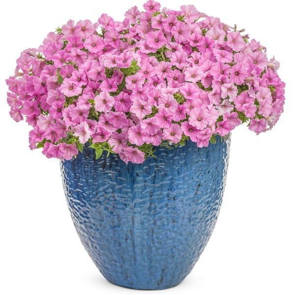 Supertunia VISTA różowa Bubblegum sadzonka
