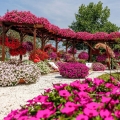Supertunia VISTA różowa Bubblegum na rabaty