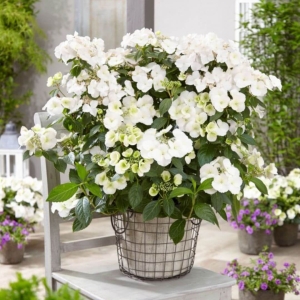  Hortensja Runaway Bride Snow White ⌇ Hydrangea hybrid 
