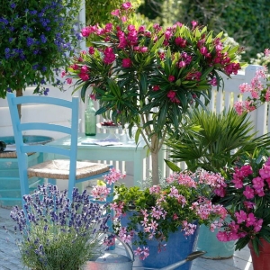 Oleander różowy na pniu ⌇ Nerium oleander 