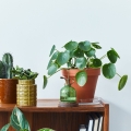 pilea peperomioides stanowisko