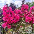 Lagerstroemia Berry Dazzle sadzonka