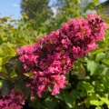 Lagerstroemia Coral Magic kwiaty