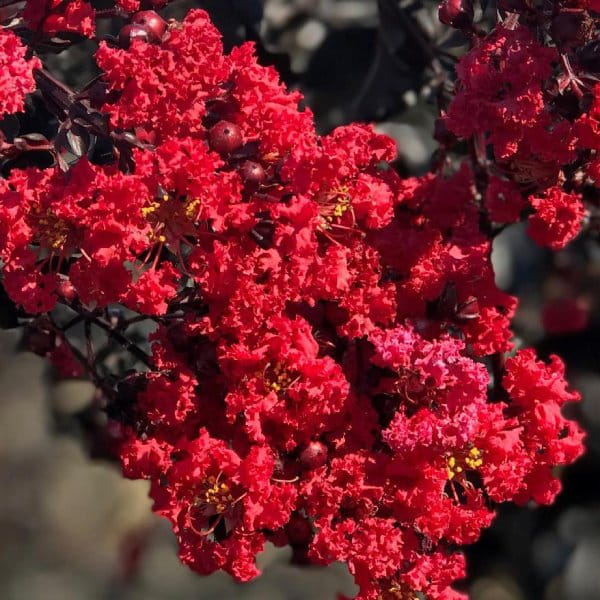 Lagerstroemia Red Hot z serii Black Solitare