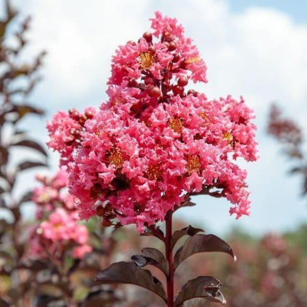 Lagerstroemia Shell Pink  z serii Black Solitare w ogrodzie