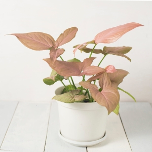 Zroślicha ⌇ Syngonium Neon Robusta