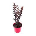 Lagerstroemia Black Solitaire Red Hot sadzonka