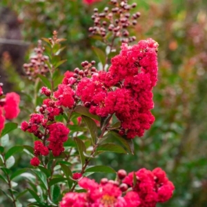 Lagerstroemia Rufflet Red Magic® ⌇ Lagerstroemia indica 