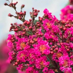Lagerstroemia Plum Magic® ⌇ Lagerstroemia indica 