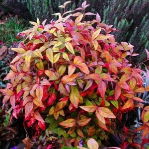 Niebiański Bambus Fire Power ⌇ Nandina Domestica C5