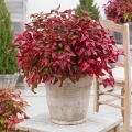 Niebiański Bambus Blush Pink Nandina Domestica sadzonka