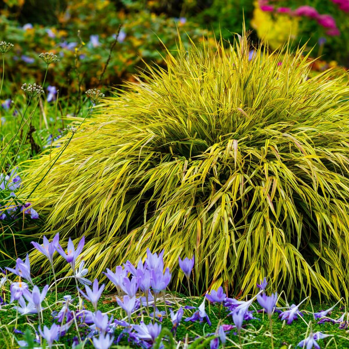 Hakonechloa Mulled Wine sadzonka