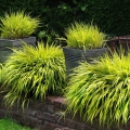 Trawa Bambusowa Hakonechloa Macra Aureola sadzonka