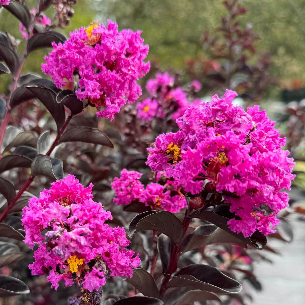 Lagerstroemia z serii Black Solitare odmiana Purely Purple