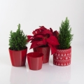 czerwone-swiateczne-donice-ceramiczne.jpg