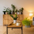 aglaonema-pictum-tricolor-rosliny-w-salonie.jpg