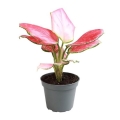 sadzonka-aglaonema-red-dragon.jpg