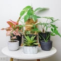 rosliny-doniczkowe-na-stole-aglaonema-red-valentine.jpg