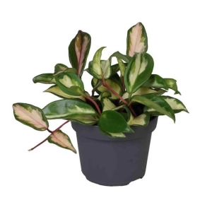 Hoja Tricolor ⌇ Hoya Carnosa P12