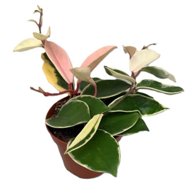 sadzonka-hoya-carnosa-krimson-queen.jpg