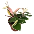 sadzonka-hoya-carnosa-krimson-queen.jpg