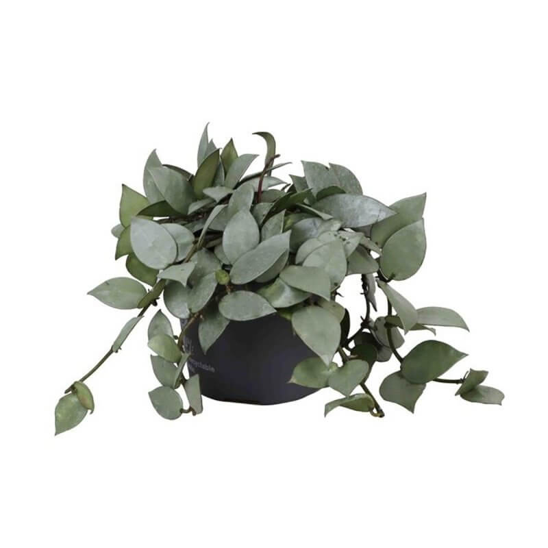 sadzonka-hoya-krohniana-eskimo.jpg