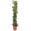 sadzonka-scindapsus-pictus-xxl.jpg