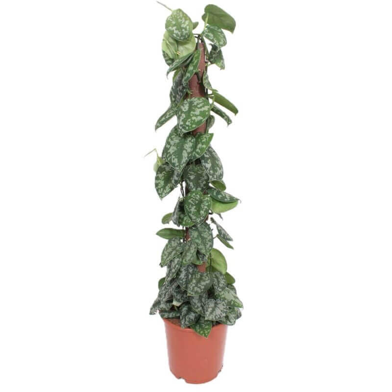 scindapsus-pictus-trebie-xl-sadzonka.jpg